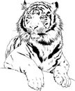 Tiger drawn with ink from the hands of a predator tattoo Royalty Free Stock Photo