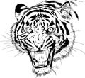 Tiger drawn with ink from the hands of a predator tattoo Royalty Free Stock Photo
