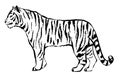 Tiger drawn with ink from the hands of a predator tattoo logo. Tiger goes isolated on white background. Vector tiger Royalty Free Stock Photo