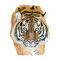 Tiger drawn in watercolor on a white background Royalty Free Stock Photo