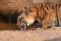 Tiger drinking Royalty Free Stock Photo