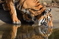 Tiger drinking river. Generate Ai Royalty Free Stock Photo