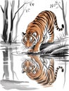 Tiger Drinking from Water with Reflection in a Tranquil Forest Royalty Free Stock Photo