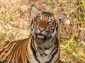 Tiger staring at Jungle safari jeep Bandipur National Park or Bandipur Tiger Reserve Royalty Free Stock Photo