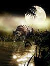 Tiger drinking water under the Moon