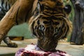 Tiger eat fresh red meat in a zoo