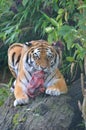 Tiger eating