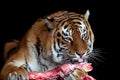Tiger eating meat on black background