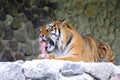 Tiger eating a meat bone Royalty Free Stock Photo