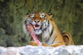 Tiger eating a meat bone Royalty Free Stock Photo