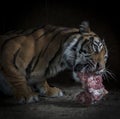 Tiger eating a piece of meat Royalty Free Stock Photo