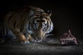 Tiger eating a piece of meat Royalty Free Stock Photo