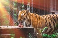 Tiger eating piece of meat Royalty Free Stock Photo