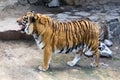 Tiger in the enclosure zoo Royalty Free Stock Photo
