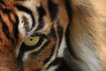 Tiger eye Royalty Free Stock Photo