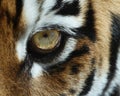 Tiger eye Royalty Free Stock Photo