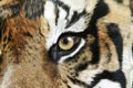 Tiger of eye Royalty Free Stock Photo