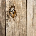 Tiger eye in wooden hole Royalty Free Stock Photo