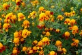 Marigold Tiger eyes, photographed in Suffolk