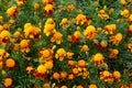 Marigold Tiger eyes, photographed in Suffolk