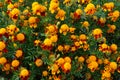 Marigold Tiger eyes, photographed in Suffolk