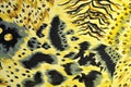 Tiger fabric Royalty Free Stock Photo