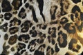 Tiger fabric Royalty Free Stock Photo