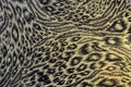 Tiger fabric Royalty Free Stock Photo