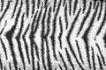 Tiger fabric texture Royalty Free Stock Photo