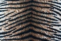 Tiger fabric texture Royalty Free Stock Photo