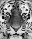 Tiger face close up in black and white