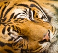 Tiger face closeup