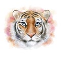 Tiger face, portrite. muzzle illustration on color background. Watercolor Royalty Free Stock Photo