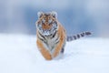 Tiger Face Running In Snow. Amur Tiger In Wild Winter Nature. Action Wildlife Scene, Dangerous Animal. Cold Winter In Taiga, Russi