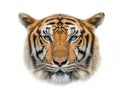 Tiger face on white background. Royalty Free Stock Photo