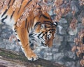 A tiger on a fallen tree against the backdrop of autumnal wilted plants , a tiger is about to jump, close-up, the beautiful hair