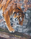 A tiger on a fallen tree against the backdrop of autumnal wilted plants , a tiger is about to jump, close-up, the beautiful hair