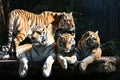 Tiger family Royalty Free Stock Photo
