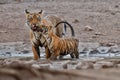 Tiger family in a beautiful light in the nature habitat of Ranthambhore National Park Royalty Free Stock Photo