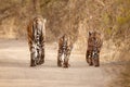 Tiger family in a beautiful light in the nature habitat of Ranthambhore National Park