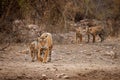 Tiger family in a beautiful light in the nature habitat of Ranthambhore National Park Royalty Free Stock Photo