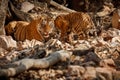 Tiger family in a beautiful light in the nature habitat of Ranthambhore National Park Royalty Free Stock Photo