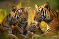 Tiger family resting on grass on sunny day. Generative AI Royalty Free Stock Photo