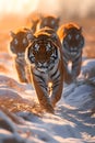 Tiger family in the savanna with setting sun shining. Royalty Free Stock Photo