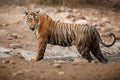 Tiger female in a beautiful light in the nature habitat of Ranthambhore National Park