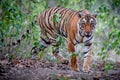 Tiger female in a beautiful light in the nature habitat of Ranthambhore National Park