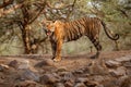 Tiger female in a beautiful light in the nature habitat of Ranthambhore National Park