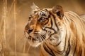 Tiger female in a beautiful light in the nature habitat of Ranthambhore National Park