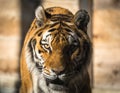 Tiger female head, close up Royalty Free Stock Photo