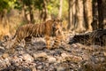 Tiger female after hunt in a beautiful light in the nature habitat of Ranthambhore National Park Royalty Free Stock Photo